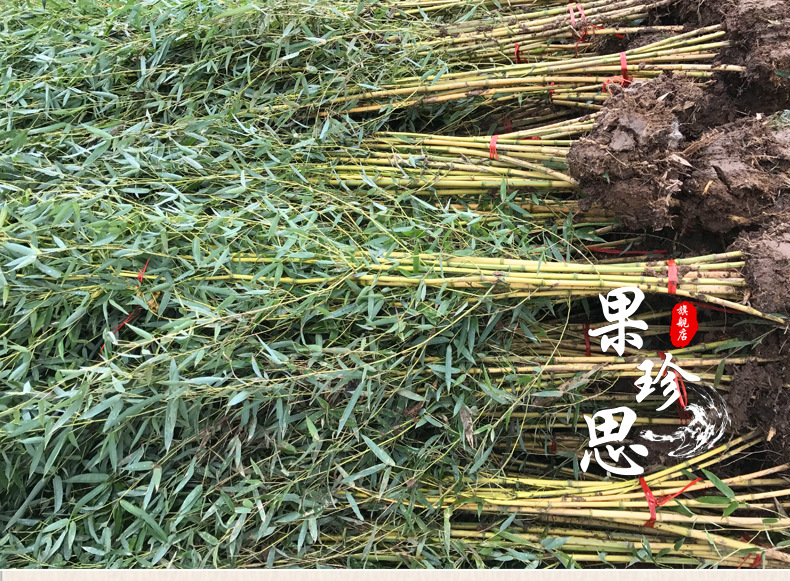 这样才能更好的阻挡僵尸的入侵