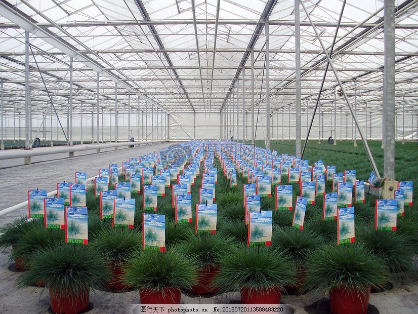 针对采收季与旅游旺季重叠的肥水管理矛盾